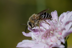 Colletes dimidiatus
