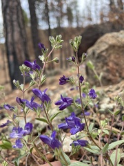Collinsia greenei