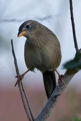 Emberizoides herbicola