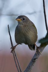 Emberizoides herbicola