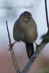 Emberizoides herbicola