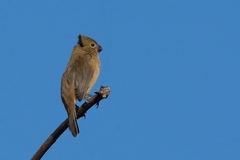 Sporophila leucoptera