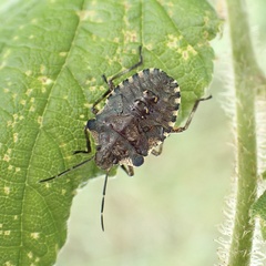 Pentatoma rufipes