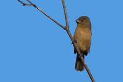 Sporophila leucoptera