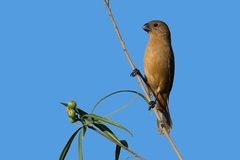 Sporophila leucoptera