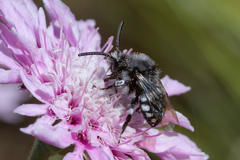 Melecta curvispina