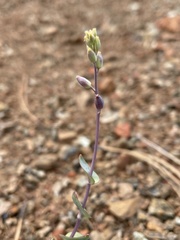 Streptanthus barbatus