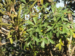 Cussonia