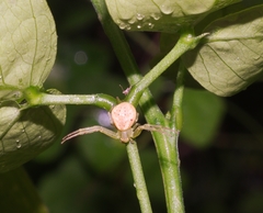 Thomisidae