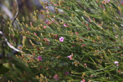 Jacksonia thesioides