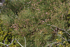 Jacksonia thesioides