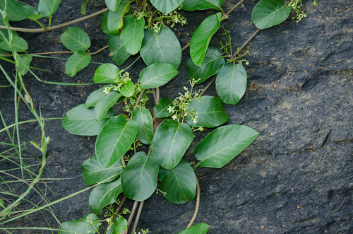 Tacazzea apiculata image