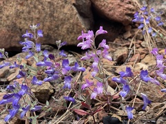 Collinsia greenei