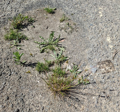 Juncus tenuis tenuis