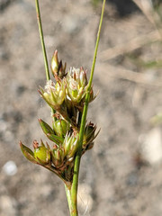 Juncus tenuis tenuis