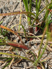 Juncus tenuis tenuis