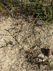 Rumex pulcher pulcher