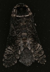 Acossus centerensis