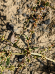 Rumex pulcher pulcher
