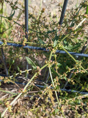 Rumex pulcher pulcher