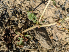 Rumex pulcher pulcher