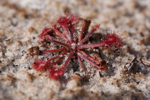 Drosera petiolaris