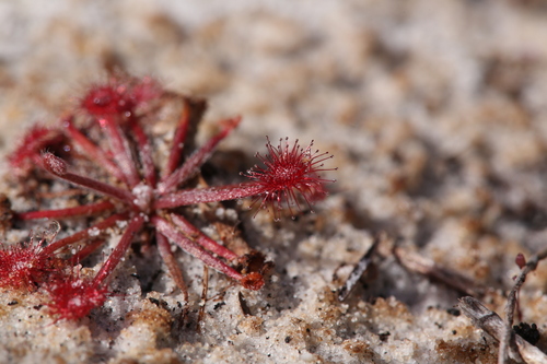 Drosera petiolaris