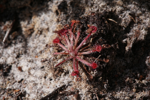 Drosera petiolaris