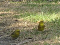 Emberiza citrinella caliginosa