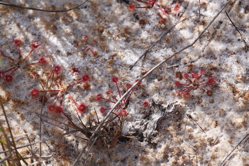 Drosera petiolaris