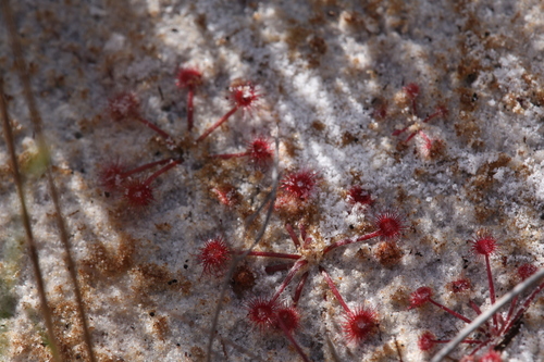 Drosera petiolaris