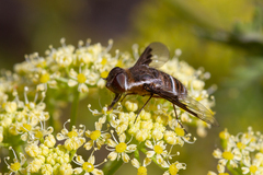 Exhyalanthrax simonae