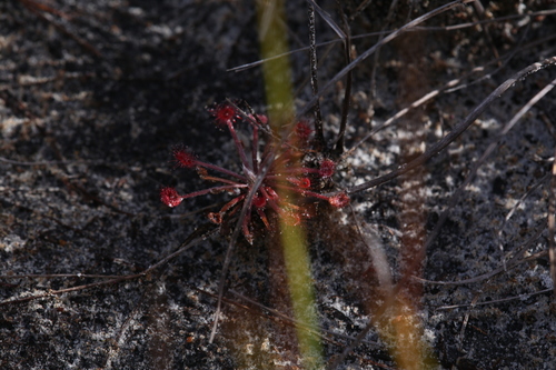 Drosera petiolaris