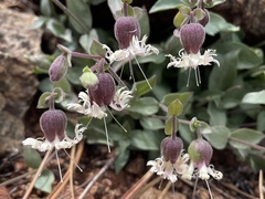 Silene campanulata