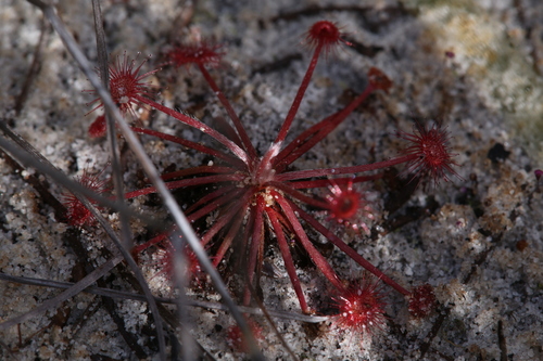 Drosera petiolaris