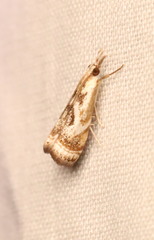 Microcrambus kimballi