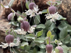 Silene campanulata