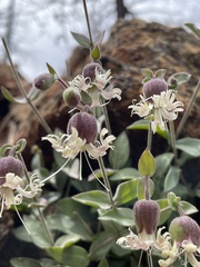 Silene campanulata