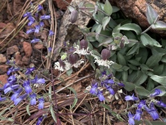 Silene campanulata