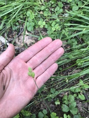 Carex bebbii