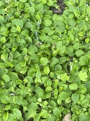 Antennaria solitaria
