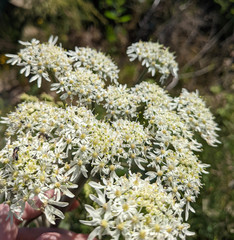 Heracleum sphondylium sphondylium
