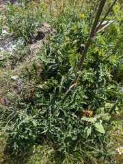 Heracleum sphondylium sphondylium