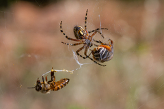 Araneus annulipes