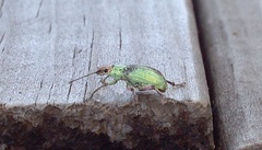 Compsus auricephalus