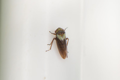 Oncopsis flavicollis