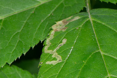 Phytomyza pubicornis