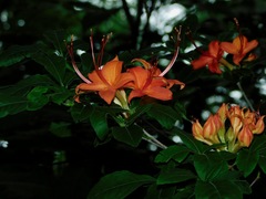 Rhododendron cumberlandense