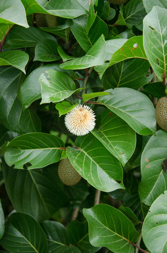 African peach