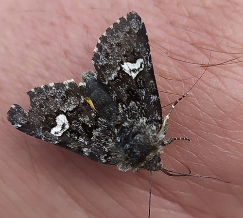 Small Dark Yellow Underwing